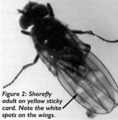 Figura 2: Adulto de la mosca costera en una tarjetaamarilla adhesiva. Note las manchas blancas en lasalas.