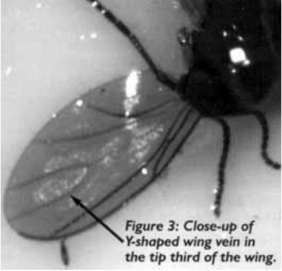 Figure 3: Vena en forma de Y en la punta de latercera ala.