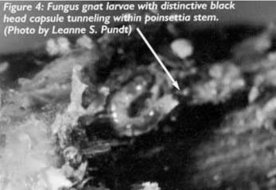 Figura 4: Larva de mosquito del sustrato con una distintiva cabezanegra en forma de cápsula haciendo un túnel dentro del tallo de la florde pascua.