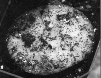 Figura 5: Coloque un alvéolo con papa, de al menos una pulgada dediámetro, para monitorear las larvas del mosquito del sustrato. (Fotos deLeanne S. Pundt)