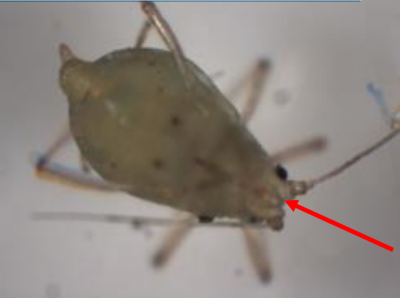 Figura 3: Áfido verde del durazno. Observe la hendidura entre las antenas. Foto de L. Pundt