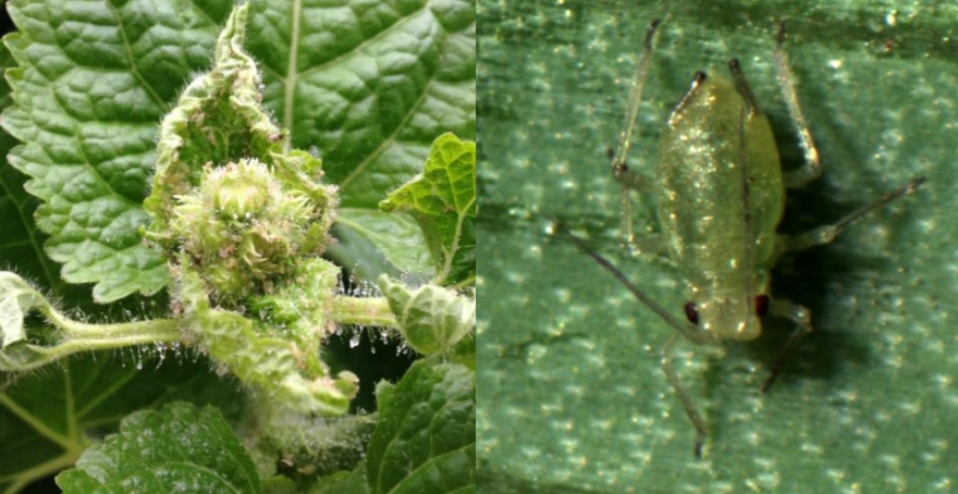 Figura1 y 2: Áfido verde del durazno en brotes terminales nuevos y un primer plano deun áfido verde del durazno. Fotos de L. Pundt