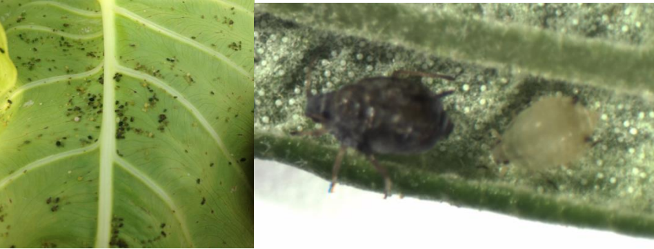 Figura 4: Áfidos del melón. Fotos de L. Pundt