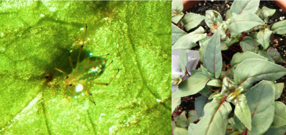 Figura 5: Áfido de la dedalera y típico daño por alimentación en hojas distorsionadas.Fotos de L. Pundt