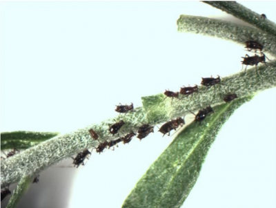 Figura 7: Áfidos del crisantemo. Foto de L. Pundt