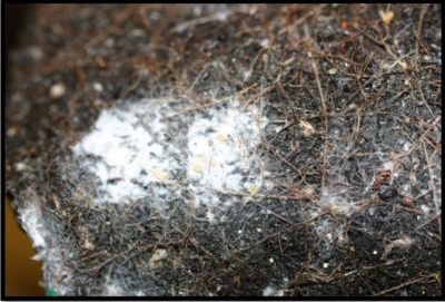 Figura 8: Áfidos de la raíz. Foto de L. Pundt