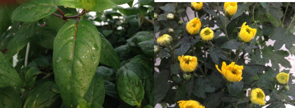 Figura 9: Melaza brillante (izquierda) y fumagina negra (derecha). Fotos de L. Pundt