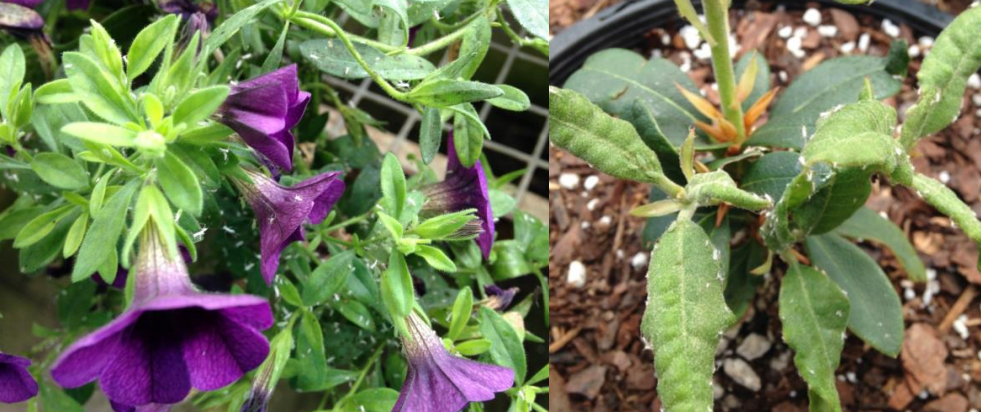 Figura 10: Mudas blancas de áfidos. ¡No son moscas blancas! Fotos de L. Pundt