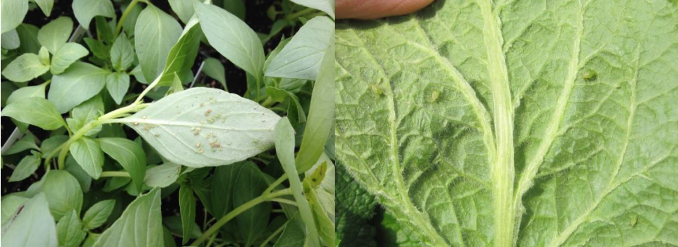 Figura 11: Busque áfidos en el envés de las hojas. Fotos de L. Pundt