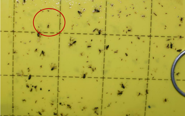Figura 1: Los trips adultos serán uno de los insectos más pequeños atrapados en tarjetas adhesivas amarillas. Foto de L. Pundt