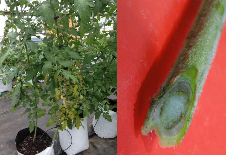 Figura 1: Marchitamiento de las hojas inferiores de tomate. Foto por L. Pundt; Figura 2: Un anillodescolorido de tejido vascular en una sección transversal del tallo del tomate. Foto por Y. Li,CAES
