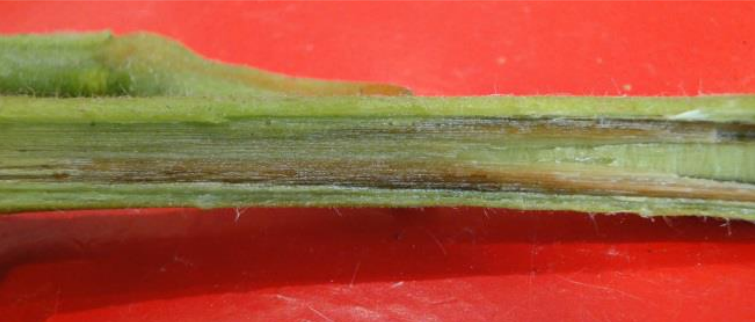 Figura 3: Decoloración de los tejidos vasculares en un tallo de tomate. Foto por Y. Li, CAES