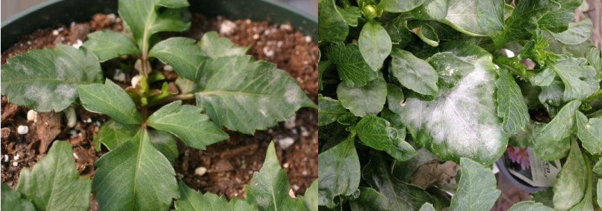 Figuras 1& 2: mildiu polvoso en dalia. Fotos de L. Pundt