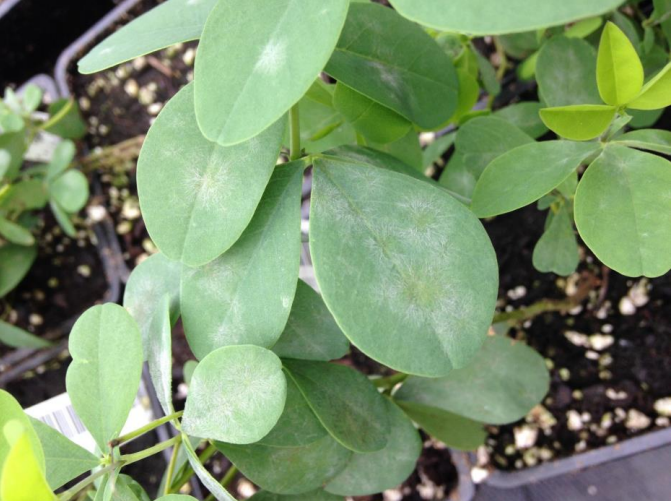 Figura 3: mildiu polvoso en Baptisa. Foto de L. Pundt