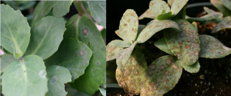 Figuras 4 y 5: mildiu polvoso en sedum. Foto de L. Pundt