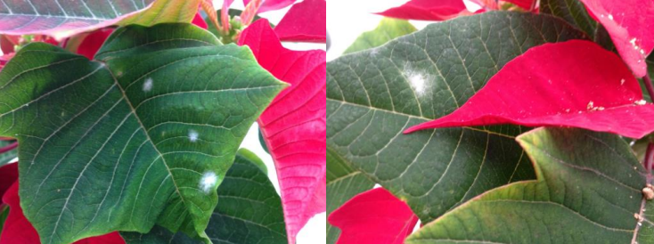 Figuras 6 y 7: mildiu polvoso en flor de pascua. Fotos de L. Pundt