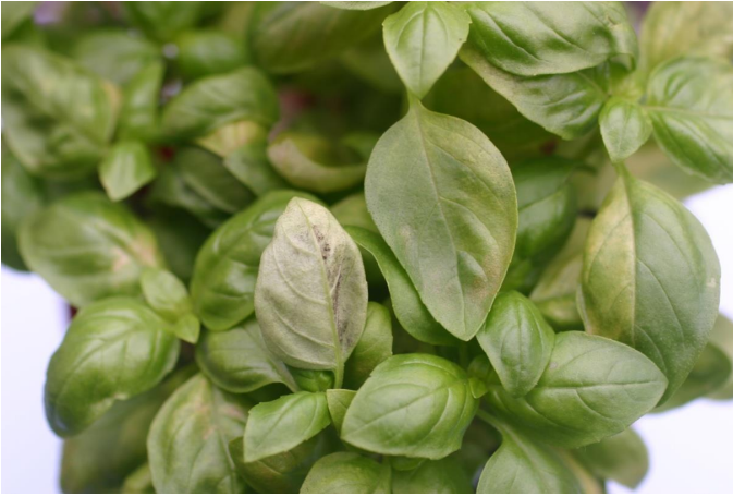 Figura 3: Esporulación en el envés de la hoja y el acucharado de las hojas. Foto de L.Pundt