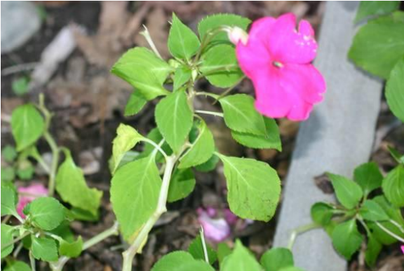 Figura 1. Los primeros síntomas del mildiú velloso de impatiens incluyen coloración amarillenta ycurvatura hacia debajo de las hojas Fotografía: L. Pundt