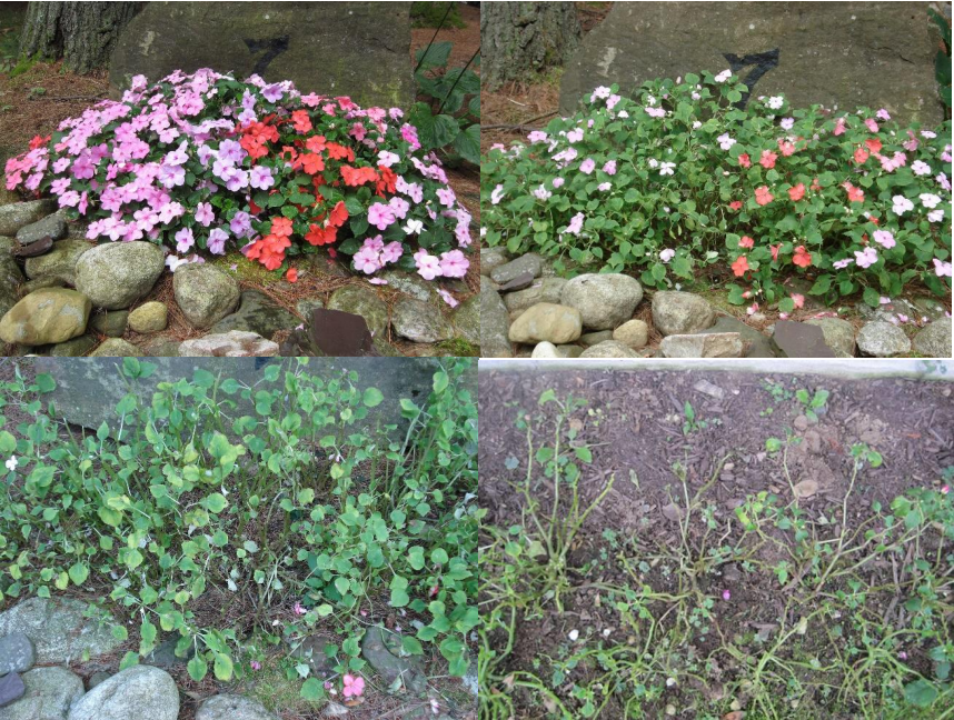 Figura 2. Fotos de arriba a la izquierda: impatiens sanas, amarillamiento temprano de las hojasy floración reducida, amarillamiento adicional y comienzos de defoliación, tallos muy defoliados.Primeras tres fotos: J.Allen, cuarta foto: L. Pundt