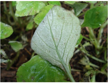 Figura 3. Espórulación blanca en laparte inferior de la hoja. Foto: J. Allen