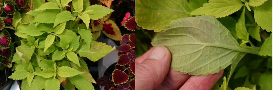 Figuras 1 & 2: Busque lesiones marrones e irregulares en las hojas y caída de hojas.Esporulación gris en el envés de la hoja del coleo. Fotos de L. Pundt