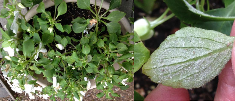 Figuras 3 y 4: Hojas descoloridas y acucharadas hacia abajo. Esporulación blanca enla parte inferior de las hojas de las impatiens del jardín. Fotos de L. Pundt