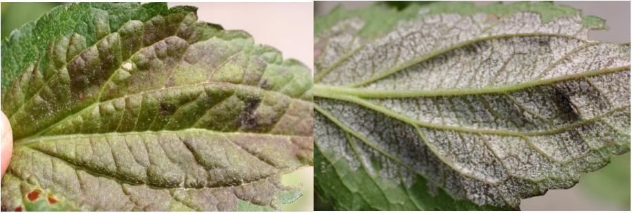 Figuras 5 y 6: Manchas de follaje descolorido y esporulación blanca en la parte inferiorde las hojas de Rudbeckia. Fotos de L. Pundt