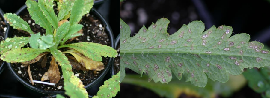 Figura 7 y 8: Manchas foliares angulares (derecha) y con abundante esporulación en elenvés de las hojas (izquierda). Fotos de L. Pundt