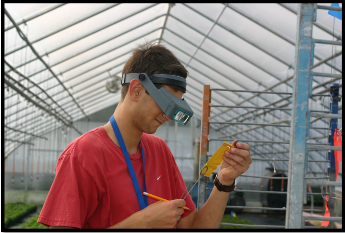 Figura 1: Persona encargada del monitoreo inspeccionando tarjetas adhesivas utilizando unalupa de diadema manos libres (Optivisor). Foto por L. Pundt