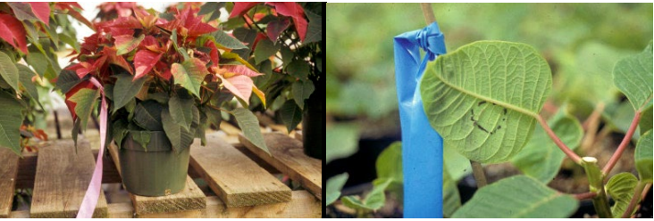 Figura 2: Uso de plantas indicadoras infestadas de plagas. Fotos por L. Pundt