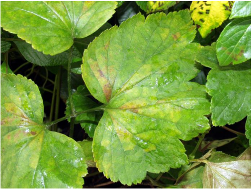 Figura 1: Los primeros síntomas de la lesión por nematodos foliares en Anémona Japonesa. Fotode L. Pundt