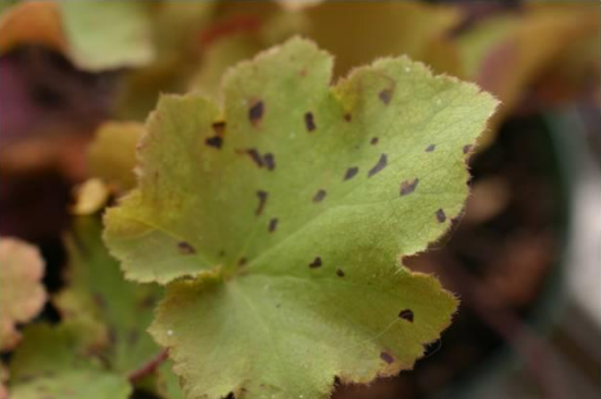 Figura 3: Manchas foliares limitadas por nervaduras causadas por nematodos foliares enHeuchera. Foto de L. Pundt