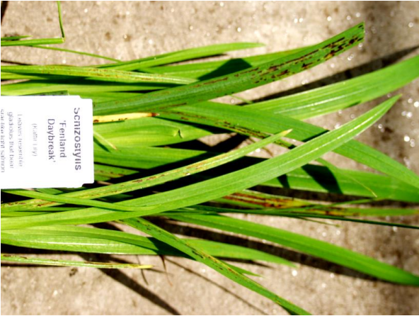 Figura 4: Patrón de rayas causado por nematodos foliares en Lirio Kaffir. Foto de J. LaMondia