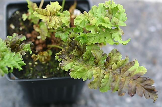 Figura 4: Lesión por nematodos foliares en helechos. Foto de L. Pundt