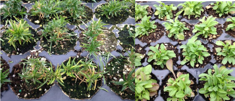 Figuras 1& 2: Las infecciones de la pudrición negra de la raíz se asemejan a untranstorno nutricional. Fotos de L. Pundt