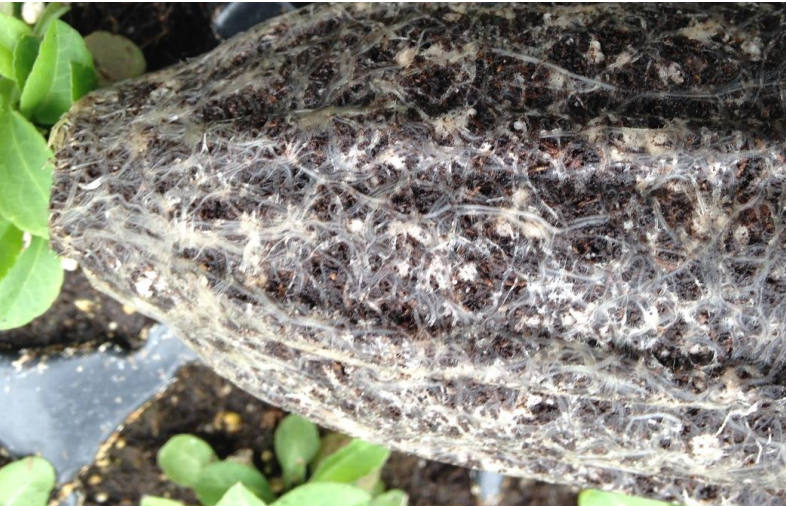 Figura 3: Las raíces están oscuras. Foto de L. Pundt