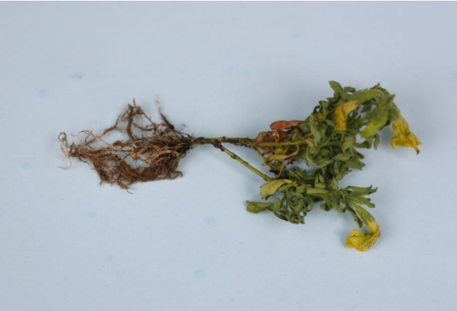 Figura 4: Thielaviopsis en raíces de calibrachoa lavadas. Note el oscurecimiento de lasraíces y el tallo inferior. Foto de L. Pundt