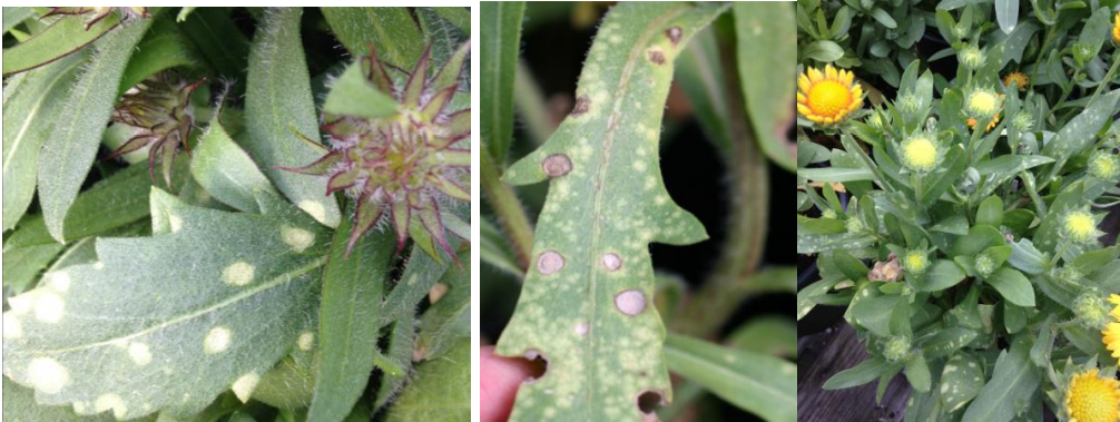 Figura 1: Etapas tempranas y tardías del tizón blanco en gaillardia. Fotos por L. Pundt