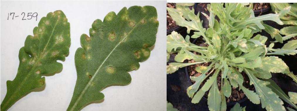 Figura 2: Síntomas de TSWV, primer plano de manchas circulares (Foto de J. Allen) y manchasamarillas (foto de D. Ellis). Confirmado por pruebas de laboratorio.