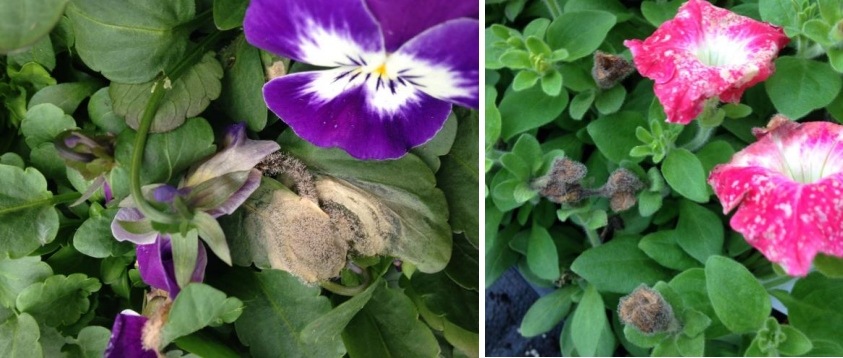 Figura 1 & 2: Esporulación de Botrytis y flores con motas de decoloración encondiciones de humedad. Fotos de L. Pundt