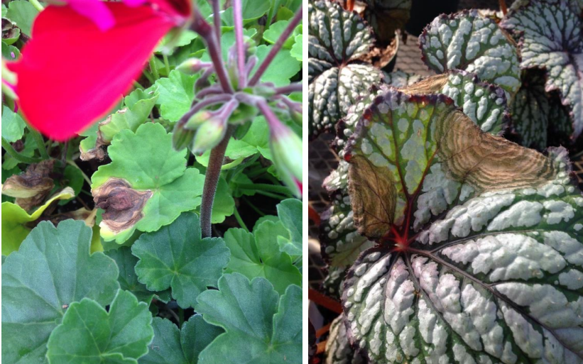 Figuras 3 y 4: Las manchas foliares desarrollan un patrón caracteristico. Fotosde L. Pundt