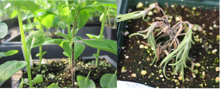 Figura 4 y 5: Pueden desarrollarse cancros del tallo de color canela. Fotos de L.Pundt