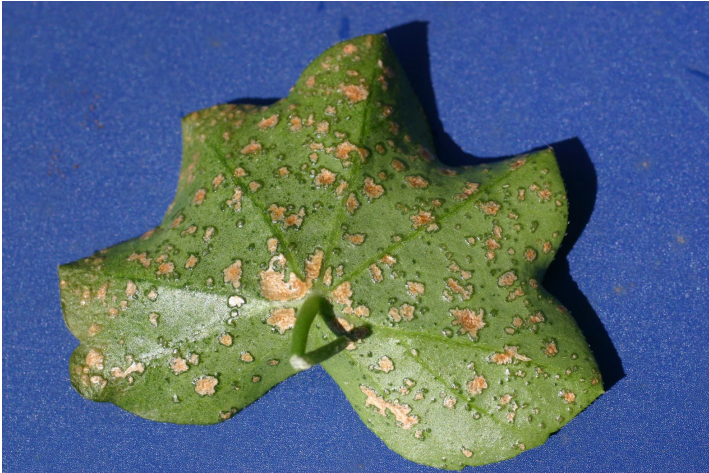 Figura 1: Edema sobre geranio de hiedra. Foto por L. Pundt