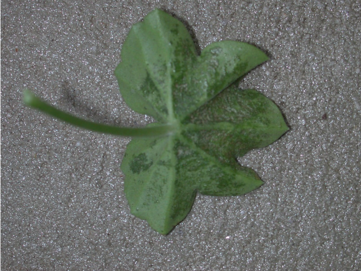 Figura 3: Daño de alimentación de ácaros rojos al geranio de hiedra. Foto por T. Smith