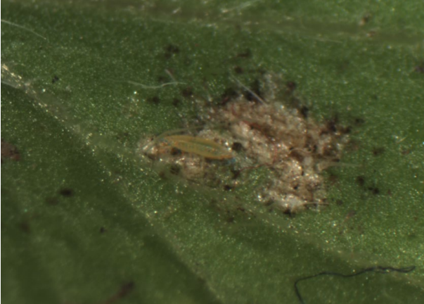 Figura 4: Larvas de trips amarillas y manchas fecales negras. Foto por L. Pundt