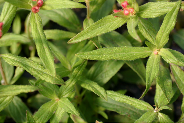 Figura 5: Intumescencias en Cuphea. Foto por L. Pundt