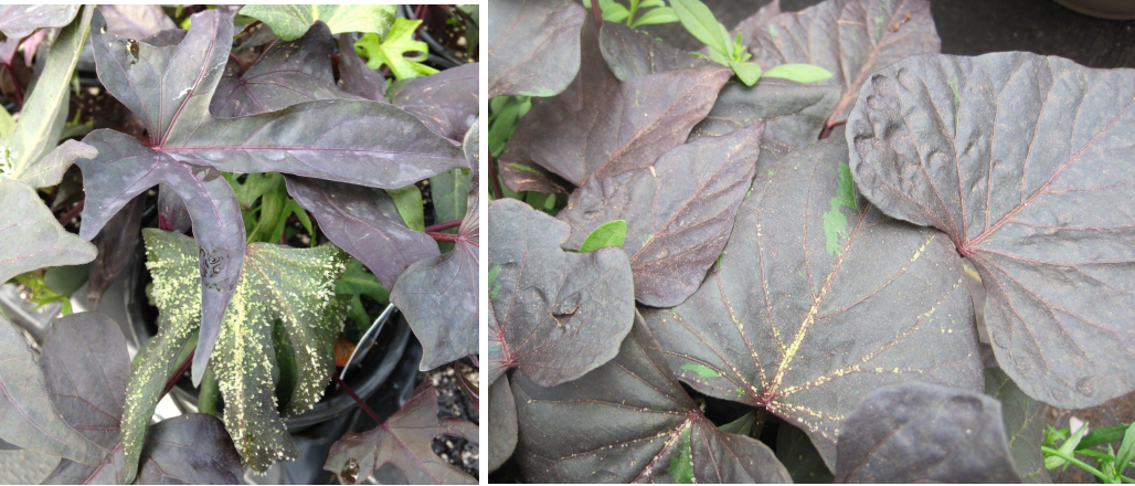 Figura 6: Intumescencias en enredadera de camote ornamental. Fotos por L. Pundt