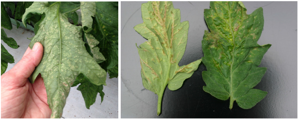 Figura 7: Intumescencias en tomates de invernadero. Fotos por L. Pundt