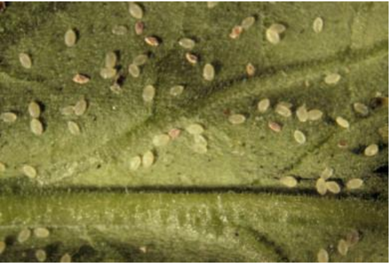Figura 1: Las pupas de mosca blanca de invernadero se decoloran después de la aplicación conBeauveria. Foto por L. Pundt