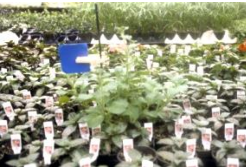 Figura 1: Planta de petunia como planta indicadora con tarjeta azul no adhesiva paraatraer trips. Foto por L. Pundt